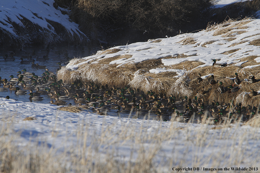 Mallards taking flight.