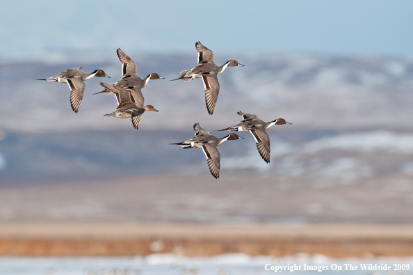 Pintail ducks in flight.