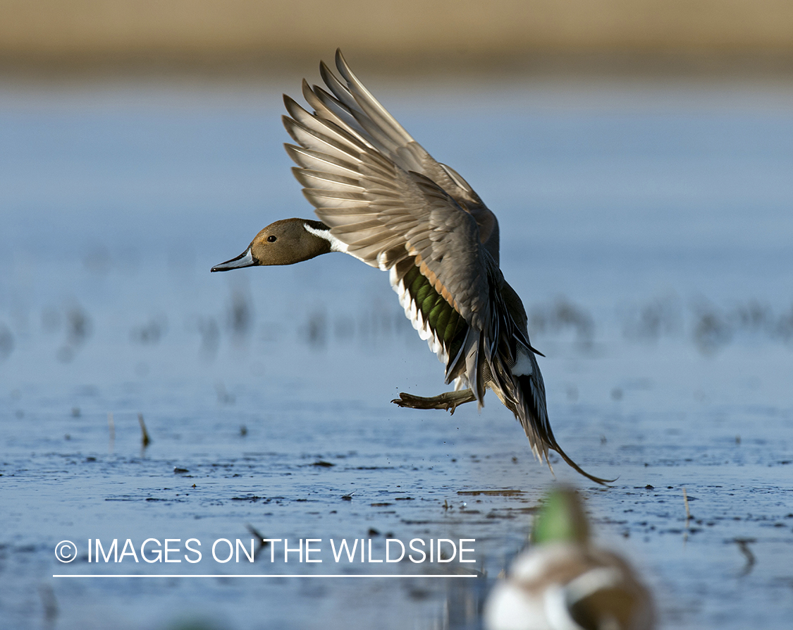 Pintail duck in flight.