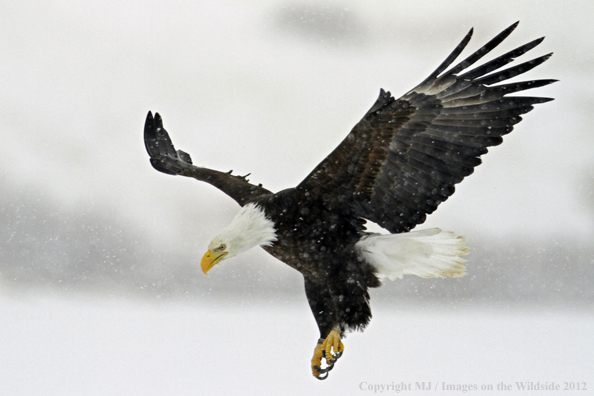 Bald eagle in flight.  