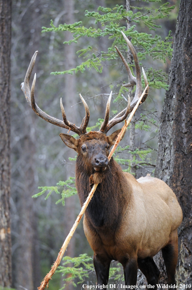 Rocky Mountain Bull Elk