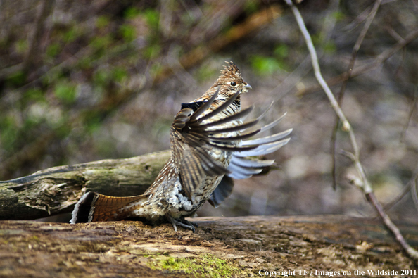 Ruffed Grouse in habitat. 