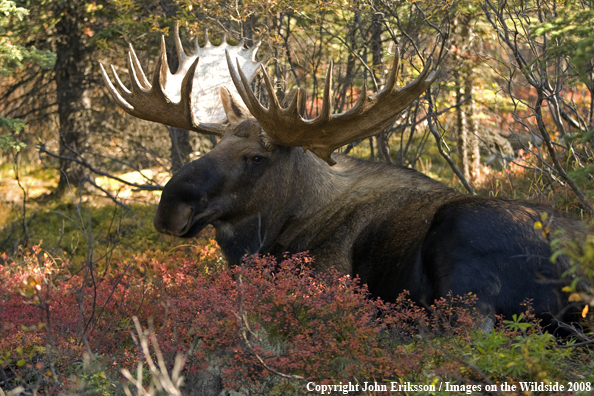 Alaskan Moose in Habitat