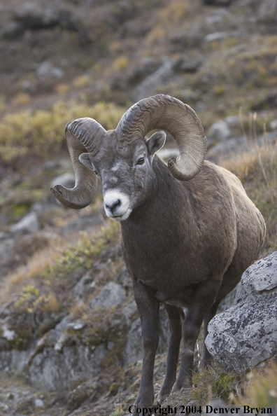 Rocky Mountain bighorn sheep (ram).