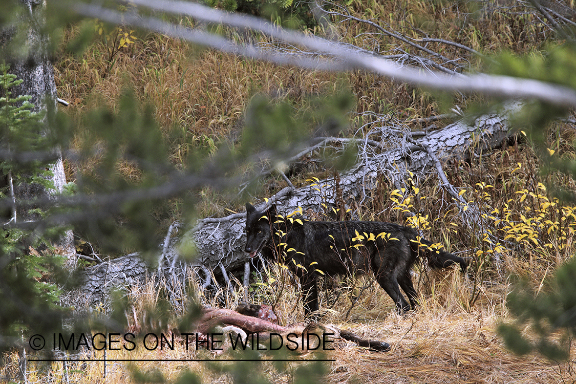 Wild gray wolf with kill in Yellowstone National Park.