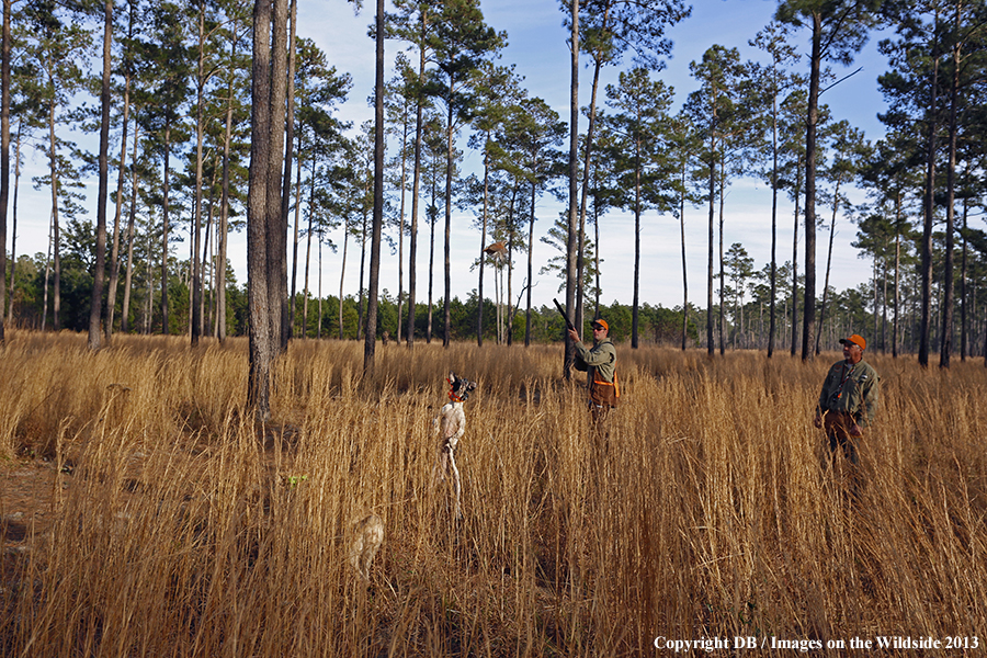 Bobwhite quail hunters shooting at flushing quail. 