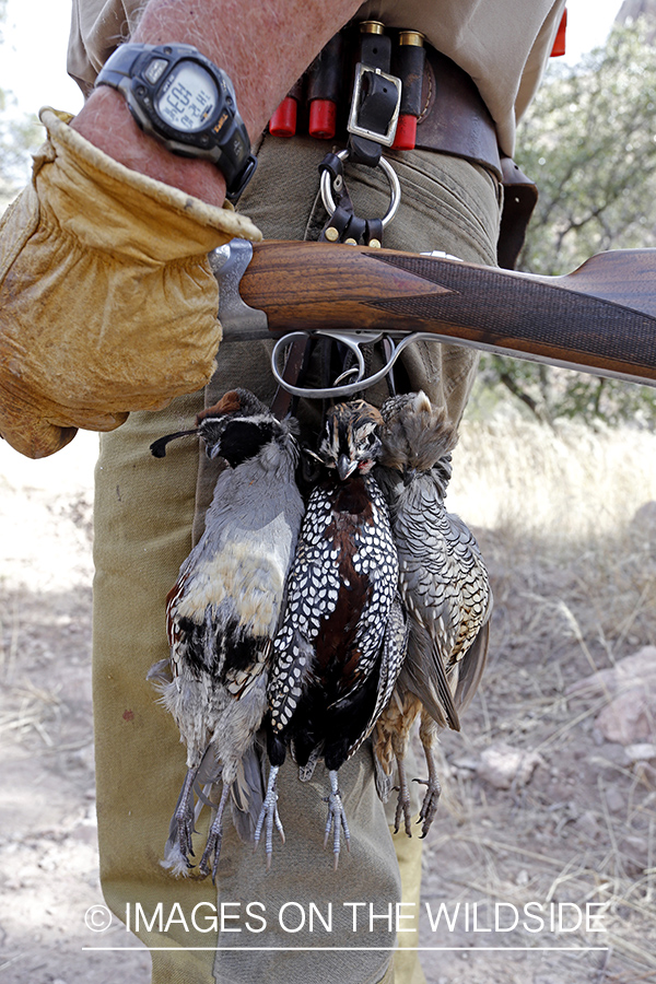 Hunter with three species of bagged quail.
