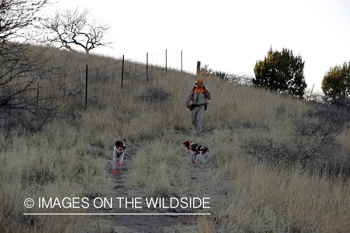 Mearns quail hunting with Brittany Spaniels.