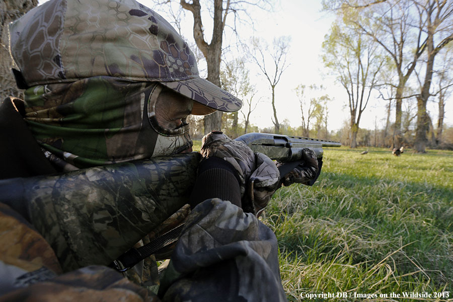 Turkey hunter shooting at gobbler with hen decoy.