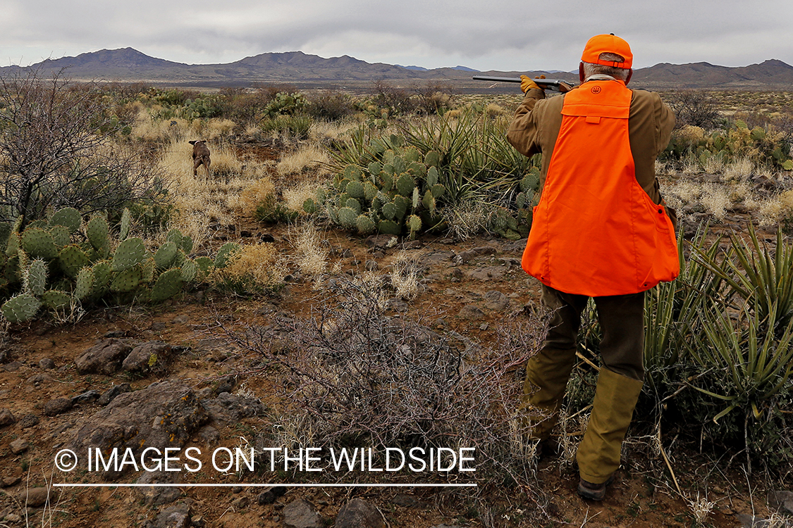 Quail hunter shooting at flying Gambel's Quail.