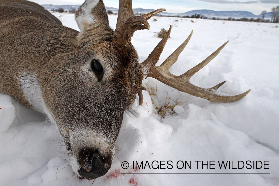 Downed white-tailed deer in field.