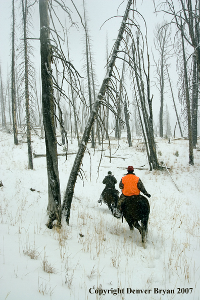 Elk hunter riding horses in woods