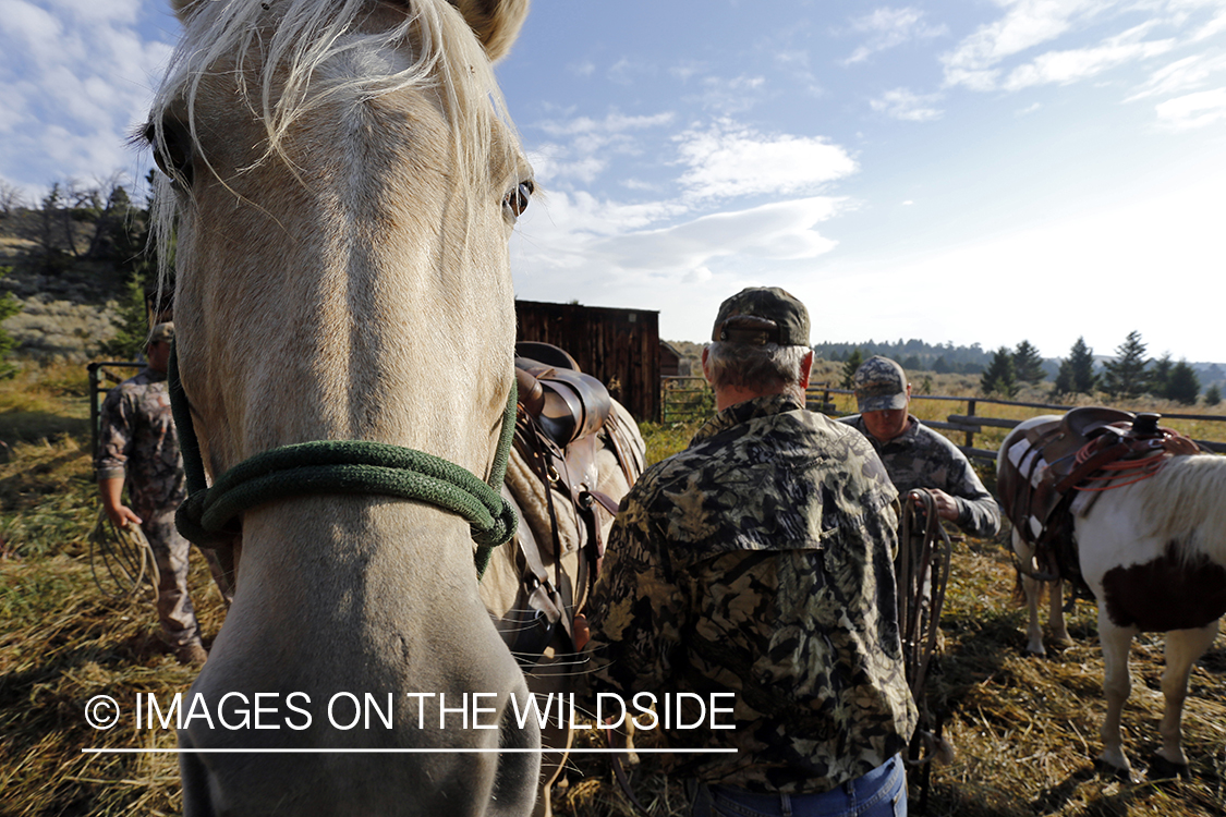 Trail horses with bowhunter at elk hunting campsite.