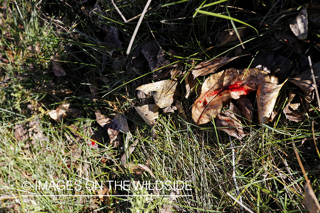 Blood trail of big game animal.