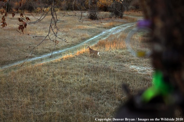 Bowhunter's view of a white-tail buck from a treestand with bow in foreground. 