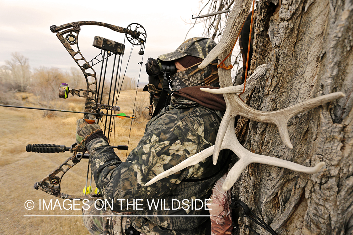Bowhunter scouting for big game from tree stand. 