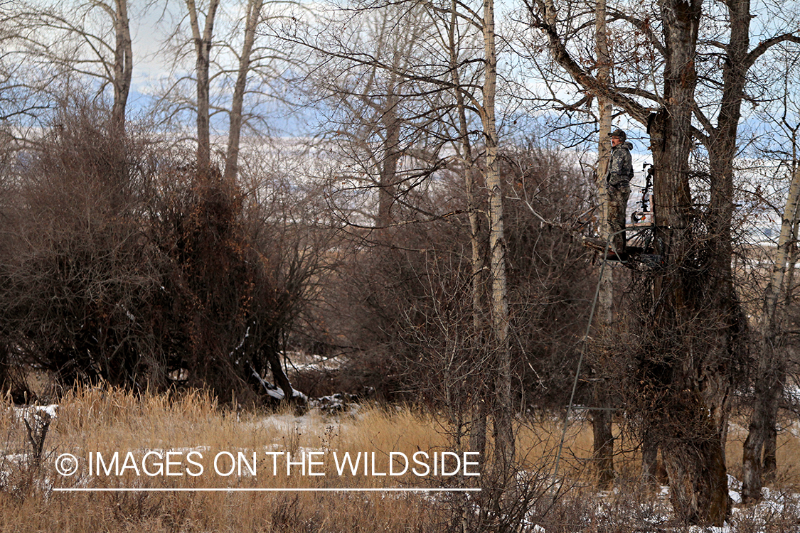 Bowhunter in tree stand.