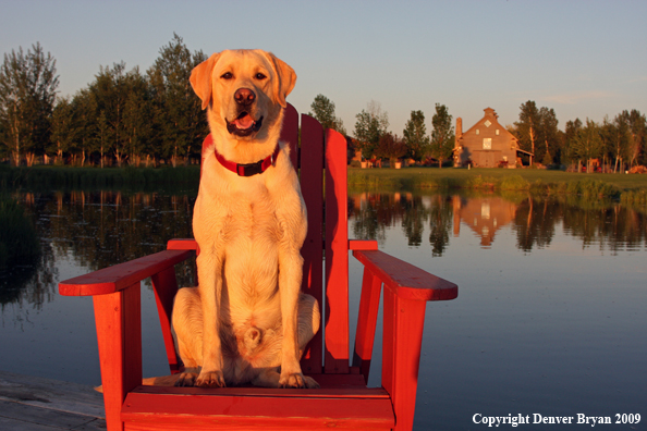 Yellow Labrador Retriever in chair