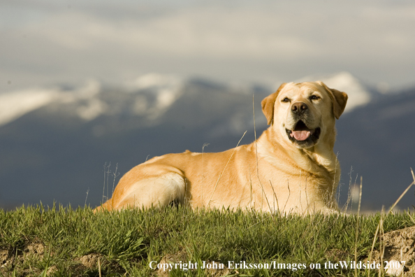 Yellow Labrador Retriever