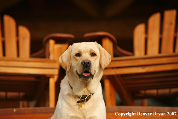 Yellow Labrador Retriever