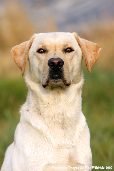 Yellow Labrador Retriever in field