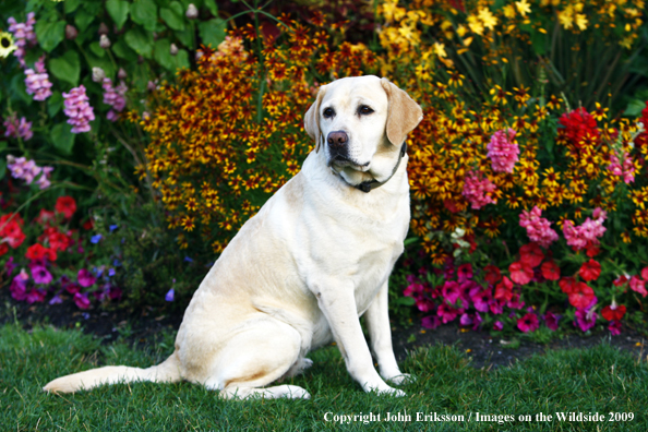 Yellow Labrador Retriever 