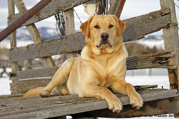 Yellow Labrador Retriever 