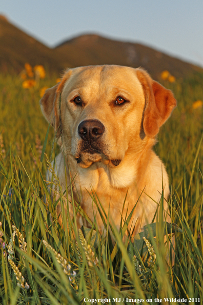 Yellow Labrador Retriever.