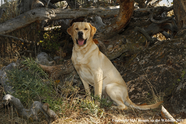 Yellow Labrador Retriever.