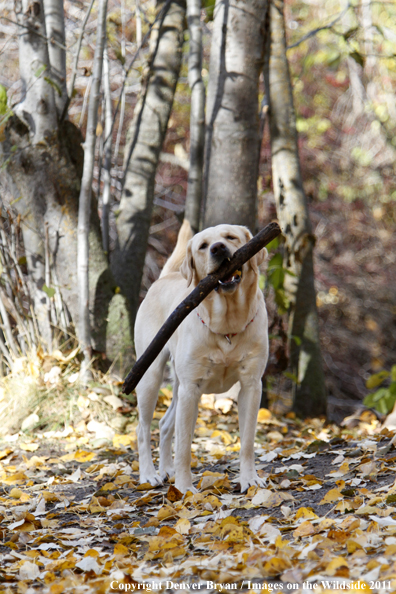 Yellow Labrador Retriever with stick. 