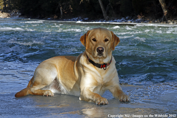 Yellow Labrador Retriever in winter. 