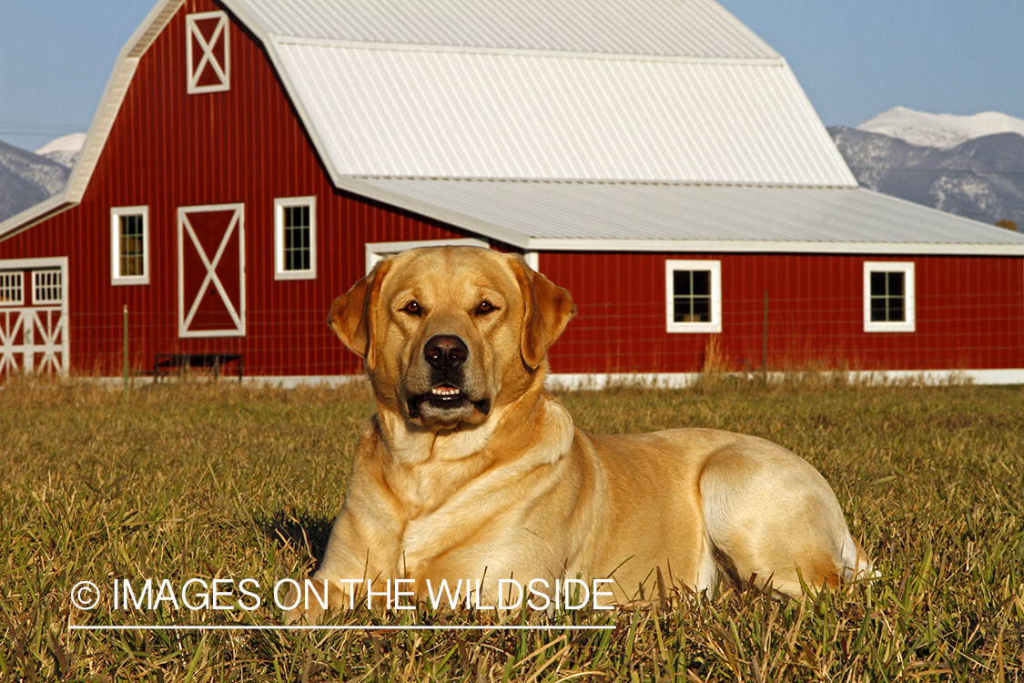 Yellow Labrador Retriever