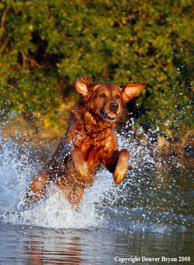 Golden Retriever leaping through the water