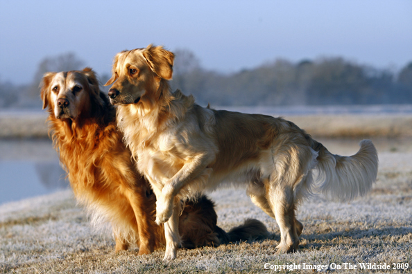 Golden Retrievers