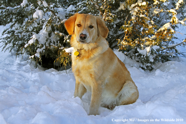 Golden Retriever in snow