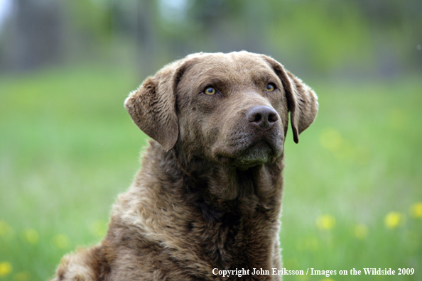 Chesapeake Bay Retriever in field. 