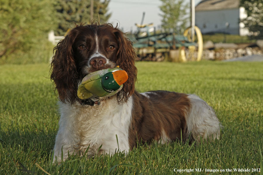 Springer Spaniel playing with a toy duck.