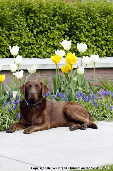 Chocolate Labrador Retriever