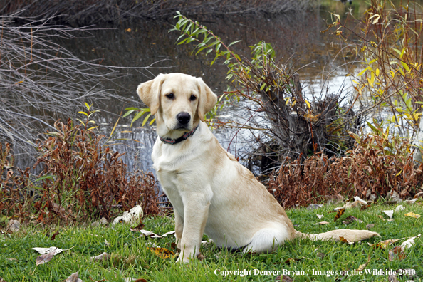 Yellow Labrador Retriever Puppy