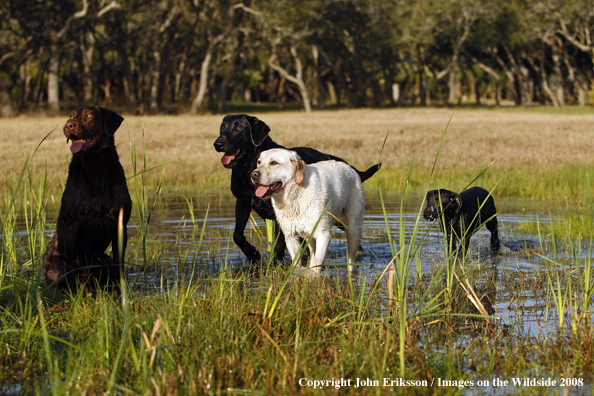 Labrador Retrievers in field