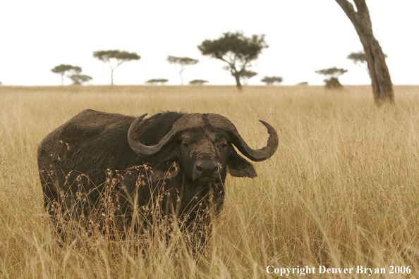 African Cape Buffalo