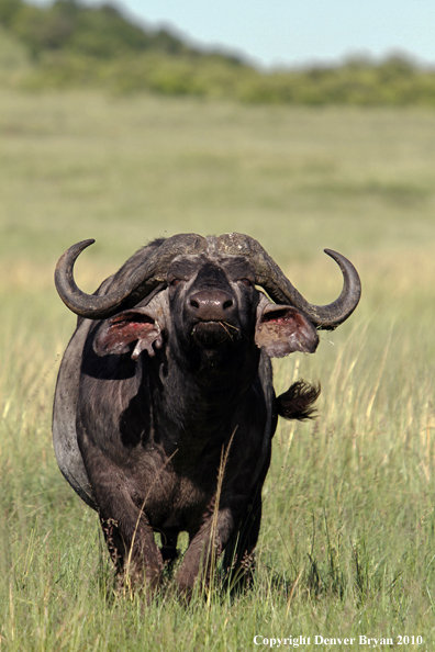 Cape buffalo bull.