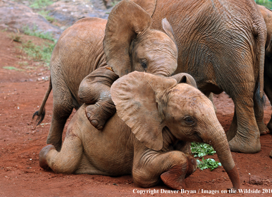 African Elephant (calves with cow)