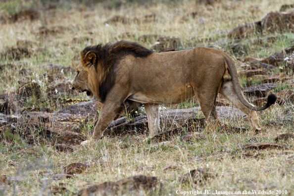 African Lion (male)