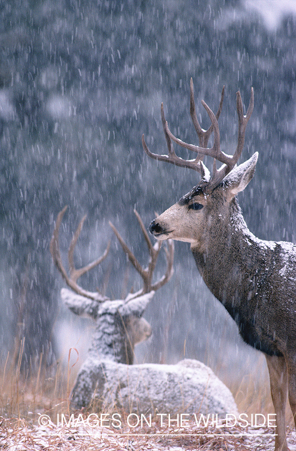 Mule deer in habitat.
