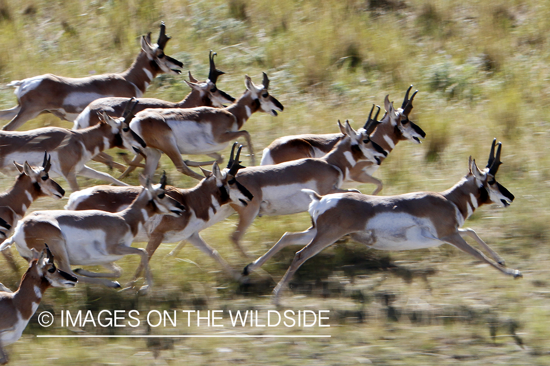 Pronghorned Antelope