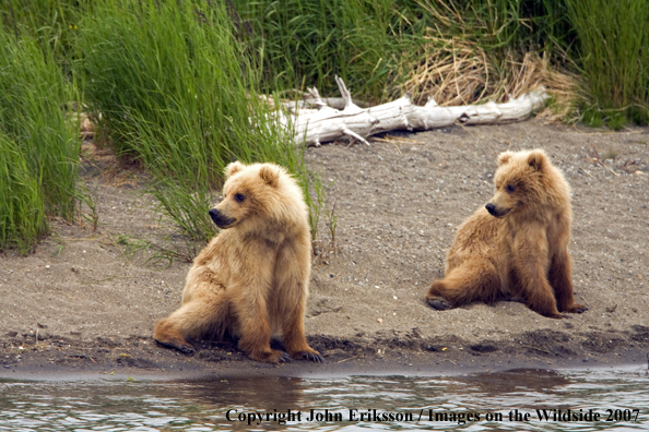 Brown Bear cubs
