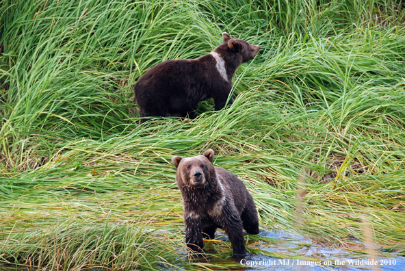 Brown Bear cubs in habitat