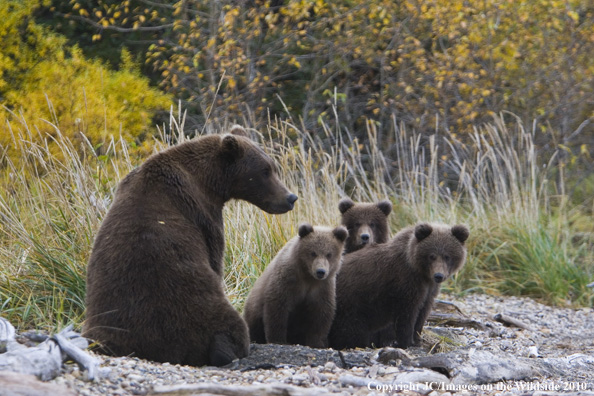 Bears in natural habitat