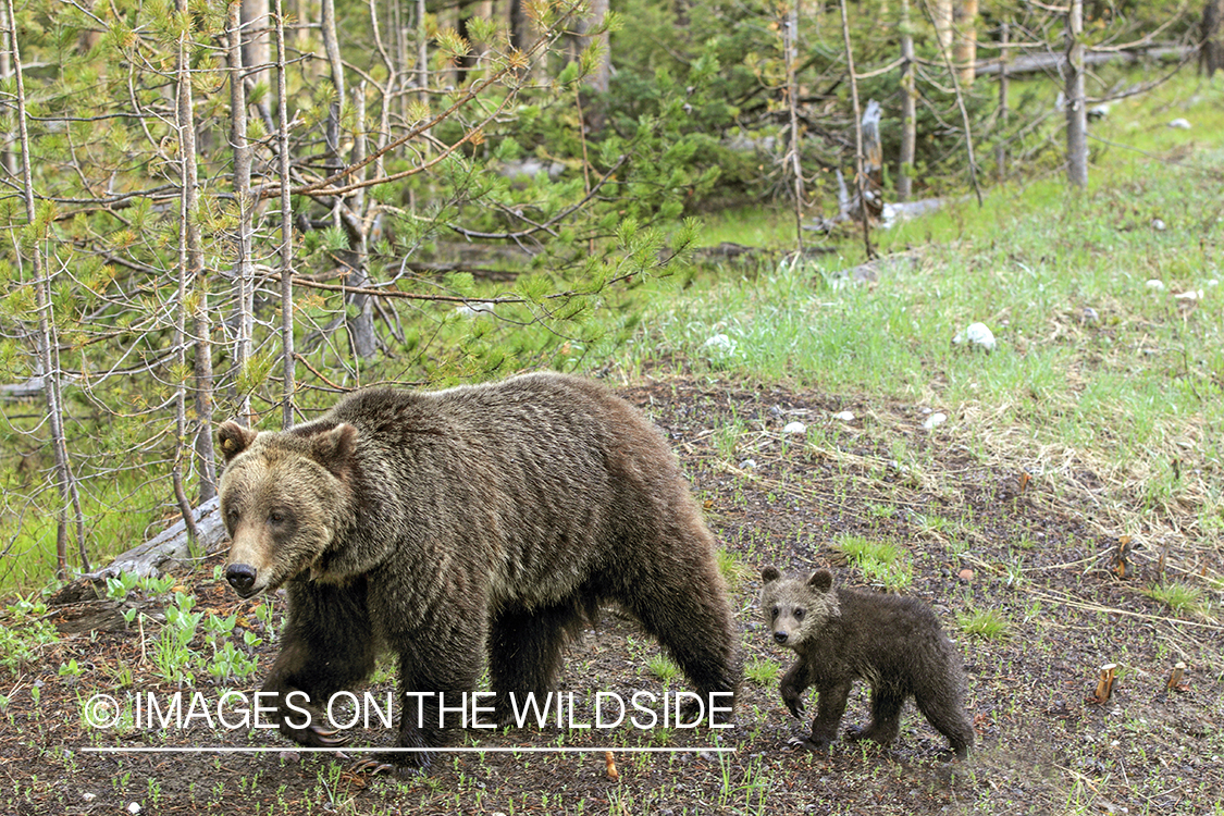 Grizzly bear sow with cubs.